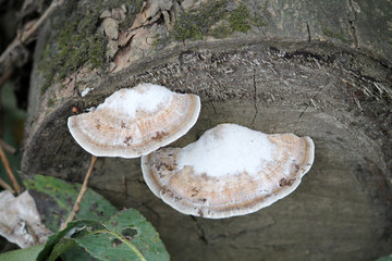 Daedaleopsis confragosa or blushing bracket