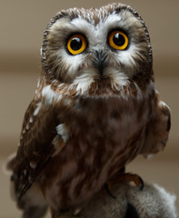 Big Eyed Owl
