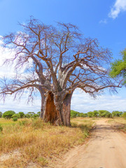 Afrikanischer Affenbrotbaum (Adansonia digitata) Baobab 