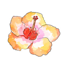 The watercolor vector illustration of exotic flower.