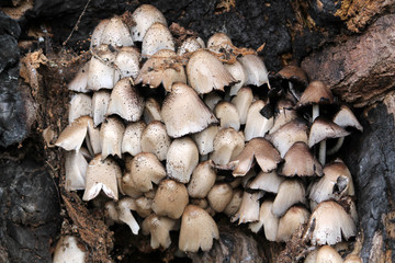 Large group of Coprinopsis atramentaria or Common ink cap mushrooms