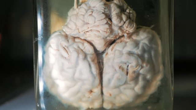 Reserved animal brain in liquid formaldehyde in glass jar in scientific veterinary laboratory, close up