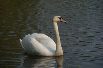 Fototapeta premium white swan swimming alone in a lake in bremen while hunting fish