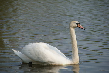 Fototapeta premium white swan swimming alone in a lake in bremen while hunting fish