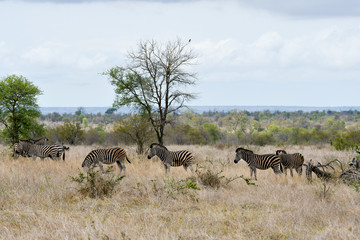 Steppenzebras im Krüger National Park Südafrika