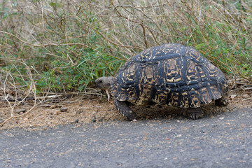 Pantherschildkröte im Krüger National Park Südafrika