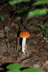 mushroom in the forest