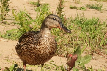 Duck on the shore of the Damansky  island of Yaroslavl