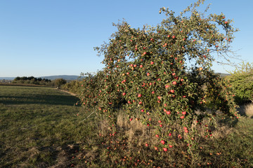 Fototapeta na wymiar Apfelbäume rot