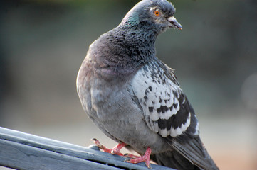 pigeon