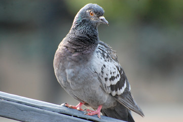 pigeon