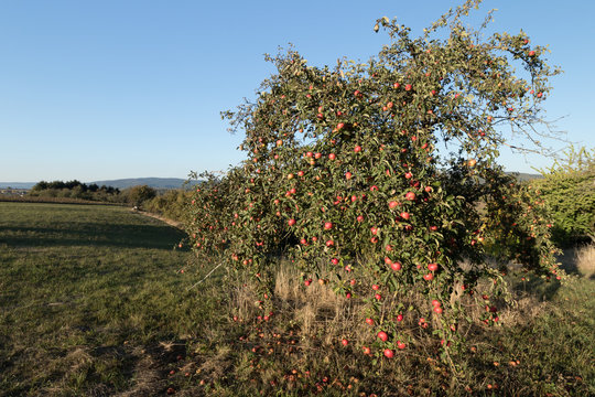 Apfelbäume rot