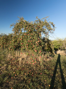 Apfelbäume rot