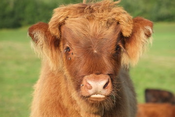 S&uuml;sses Baby Hochlandrind