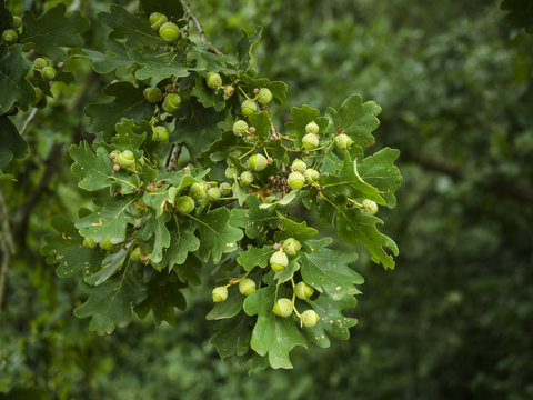 Ein mit vielen Eicheln behangener Ast der Eiche.