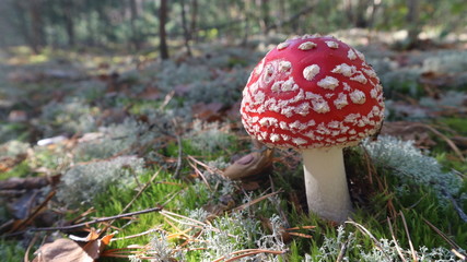 dangerous toxic mushroom fly agaric or amanita muscaria in the autumn forest