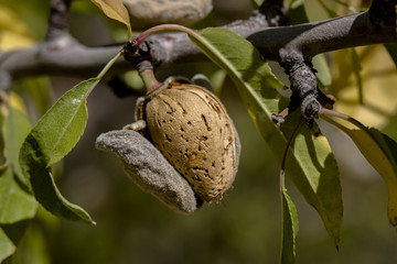 health store almonds