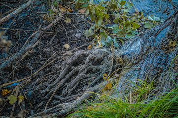 tree roots on the shore