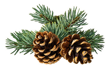 Brown pine cone on white background with clipping pass - obrazy, fototapety, plakaty