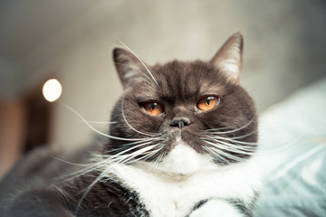 British cat lying on the couch on