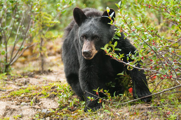Black bear eating berries