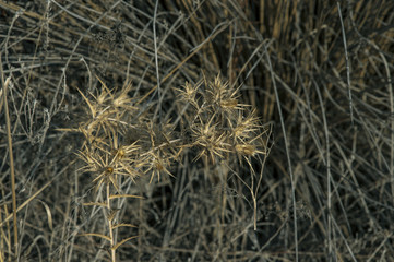dry flower1