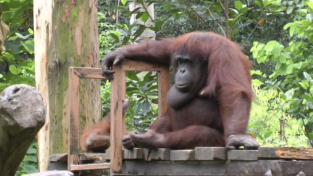 Orangutan in zoo