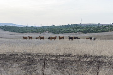 Paisaje con ganado pastando al atardecer en  la ruta del toro, Andalucia, España