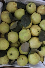 Quince fruits in box