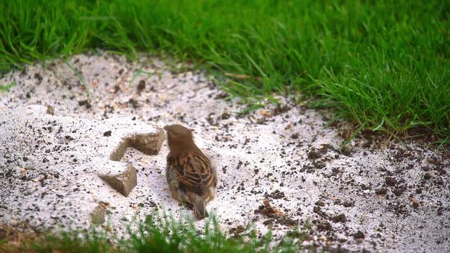 Sperling beim Sandbad (Passer domesticus)