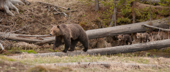Grizzly bear in the Rocky Mountains
