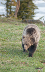 Grizzly bear in the Rocky Mountains
