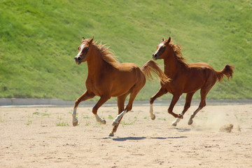 purebred arabian foals run gallop