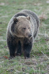 Naklejka na ściany i meble Grizzly bear in the Rocky Mountains