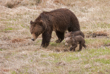 Grizzly bear in the Rocky Mountains