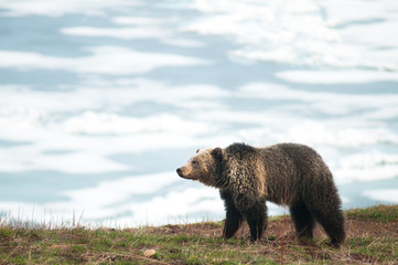 Grizzly bear in the Rocky Mountains