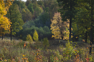 Autumn forest. A tree with yellow leaves, backlit by the sun at the edge