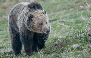 Fototapeta premium Grizzly bear in the Rocky Mountains