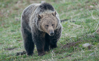 Obraz premium Grizzly bear in the Rocky Mountains