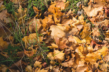 maple leaves fallen on the ground. autumn background of yellow leaves