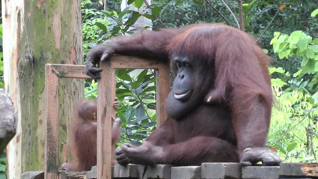 Orangutan in zoo