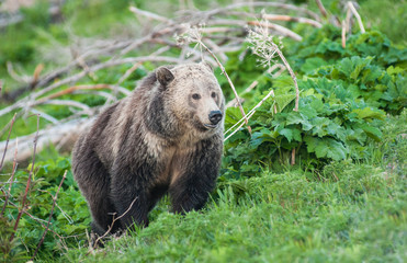 Fototapeta na wymiar Grizzly bear in the Rocky Mountains