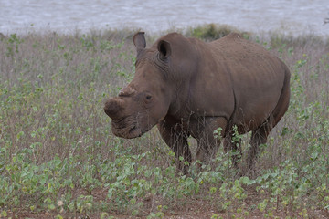Fototapeta premium Breitmaulnashorn im Phongolo Nature Reserve Südafrika