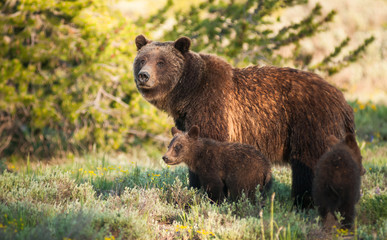 Obraz na płótnie Canvas Grizzly bear in the Rocky Mountains