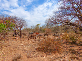 wilde grasende Kuh- und Eselherde in Mangola Tansania  Afrika