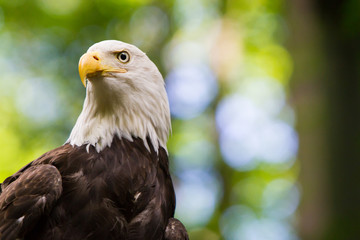 Close up image of Bald Eagle staring into the camera.