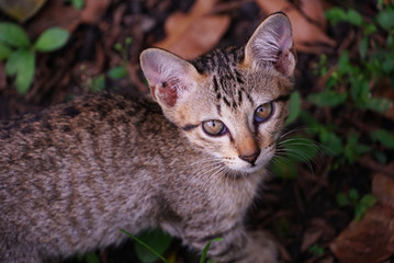 Portrait cute kitten in the garden