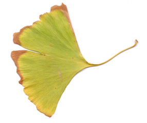 Naklejka premium Ginkgo leaves on white background. Use printed materials, signs, objects, websites, maps, posters, postcards, packaging.Isolated object on white background.