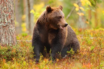 Foto op Canvas Brown bear sitting in a forest and looking at side © Antonioguillem