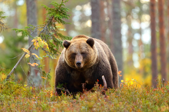 Big brown bear in a forest looking at camera © Antonioguillem
